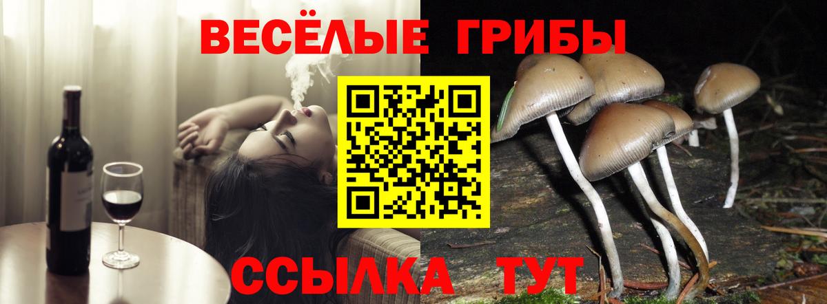 Галлюциногенные грибы Psilocybe Калуга